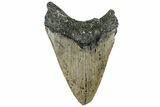 Serrated, Fossil Megalodon Tooth - Huge NC Meg #309481-2